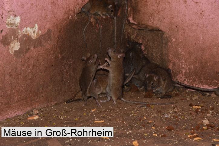 Mäuse in Groß-Rohrheim
